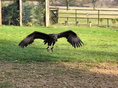 Picture of an eagle in mid flight