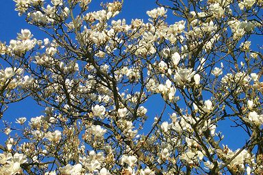 A lovely tree in full bloom A lovely tree in full bloom