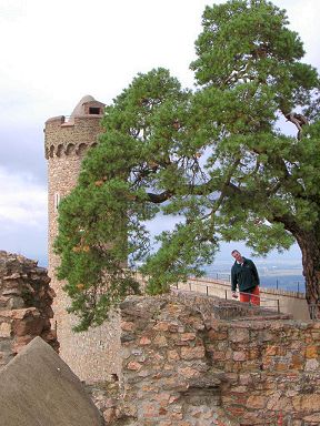 Armin bending over to look past the tree