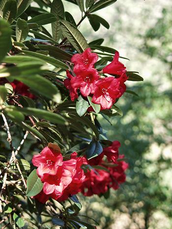 Picture of Rhododendron