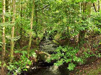 A burn flowing through Kilmory Woodland park Picture of a burn in Kilmory Woodland Park