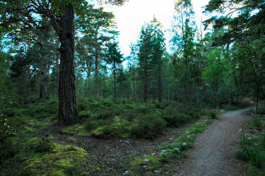 Picture of a path through woodland