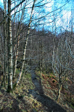 Picture of a path leading through birches