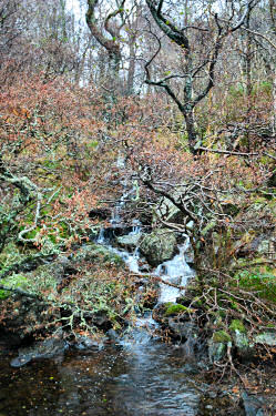 Picture of a small waterfall behind trees