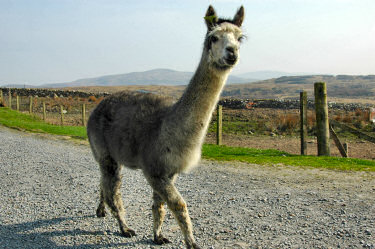 Picture of an alpaca