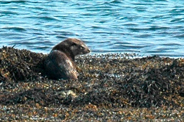Picture of an otter from behind, the head turned to the side