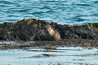 Picture of an otter looking up into the camera