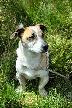 Picture of a young dog sitting in high grass
