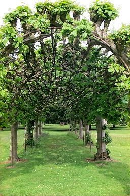 Interesting way to shape trees...