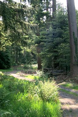 In the woods of Stourhead Estate