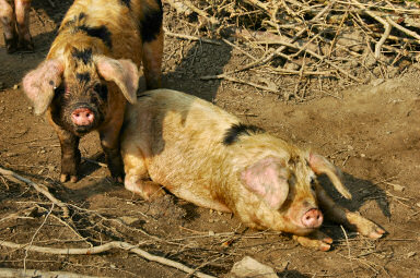 Picture of two middle white pigs