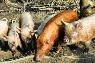 Picture of a grown middle white pig surrounded by piglets